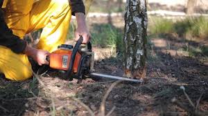 Reliable Hutto, TX Tree Care Services Solutions