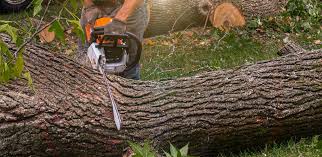 Best Emergency Tree Removal  in Hutto, TX