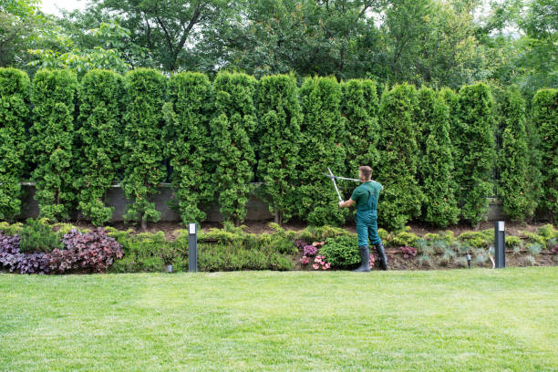 Best Pest Control for Lawns  in Hutto, TX