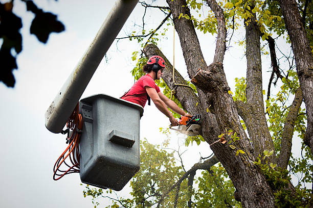 How Our Tree Care Process Works  in  Hutto, TX