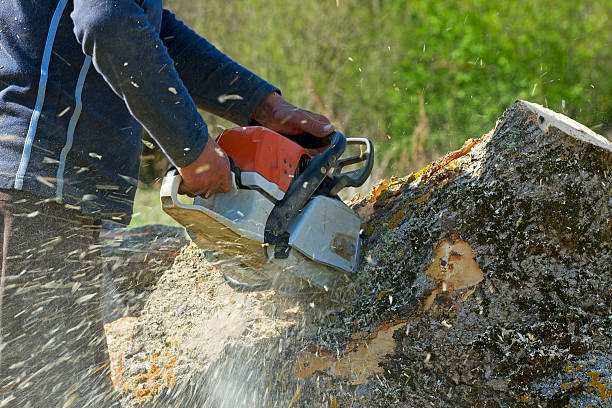 Best Root Management and Removal  in Hutto, TX